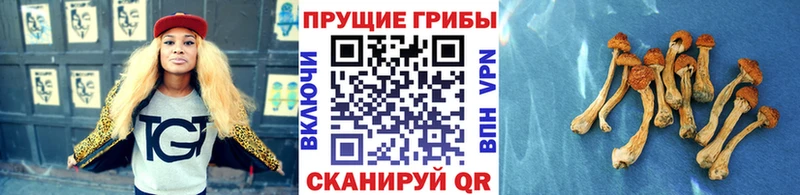 Купить закладки  Ипатово  Псилоцибиновые грибы Magic Shrooms 
